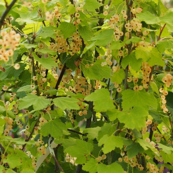 Groseiller à grappe Versaillaise blanche
