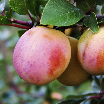Prunus X Aprimira