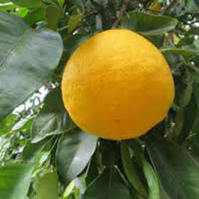 Citrus hybride Ichanglemon Shenguyen