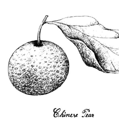 Nashi 'Aetong'