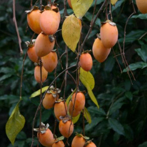 Kaki 'Pendula'