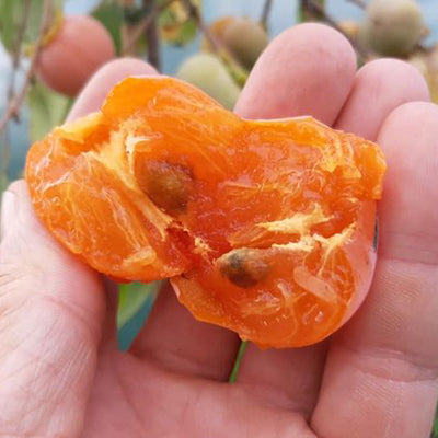 Kaki Early dwarf