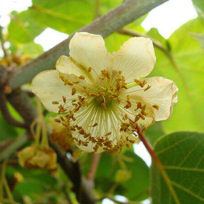 Kiwi 'Tomuri' (mâle)