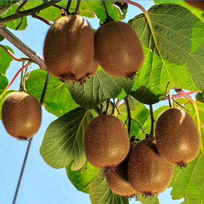 Kiwi 'Petit homme' (femelle)