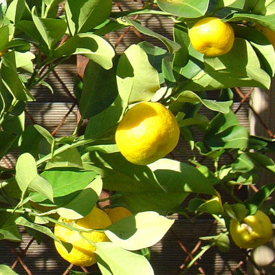Mandarinier Keraji