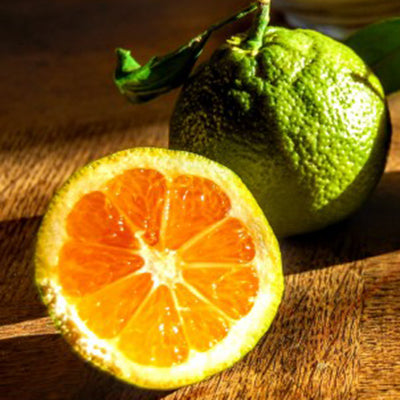 Satsuma Owari