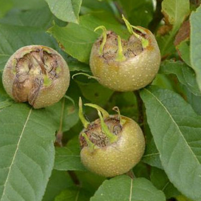 Néflier 'Westerveld'