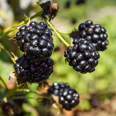 Ronce fruitière épineuse Darrow