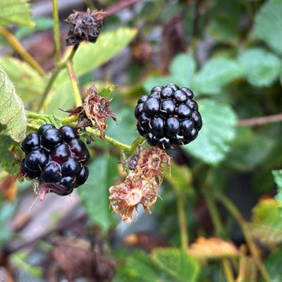 Ronce fruitière sans épines Navaho