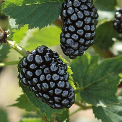 Ronce fruitière sans épines Natchez