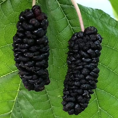 Mûrier Illinois everbearing