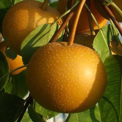 Nashi Hayatama