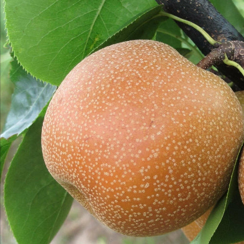 Nashi 'Kumoï'