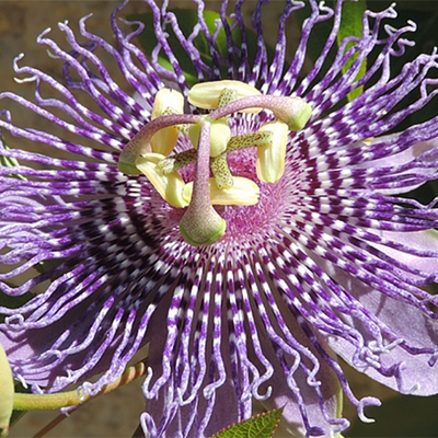 Passiflore Fatta confetto
