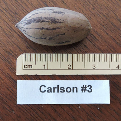 Pacanier Carlson 3 (groupe B)