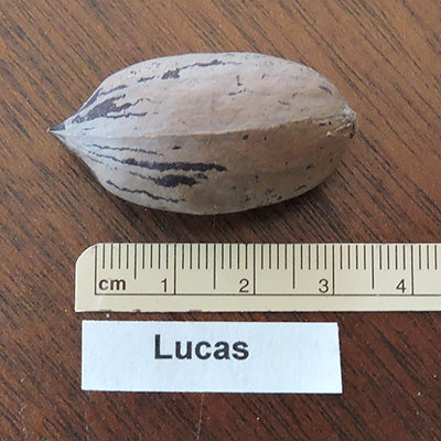 Pacanier Lucas (groupe B)