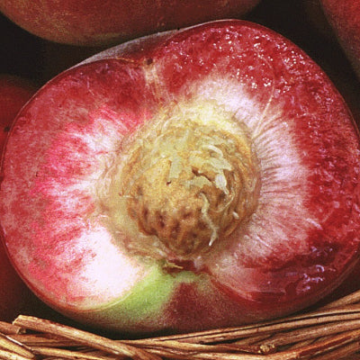 Pêcher 'Sanguine de Savoie'