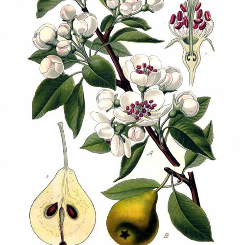 Poirier 'Trapezitsa'