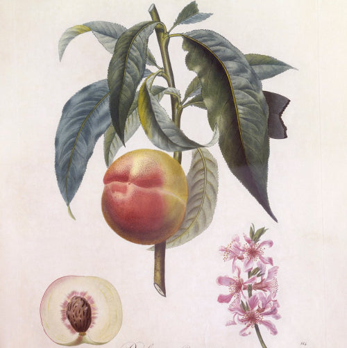 Pêcher 'Grosse mignonne'