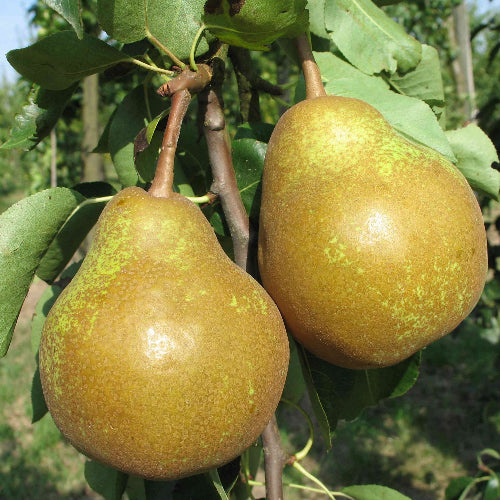 Poirier 'Poire à clément'