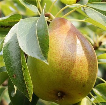 Poirier 'Doyenné d'hiver'