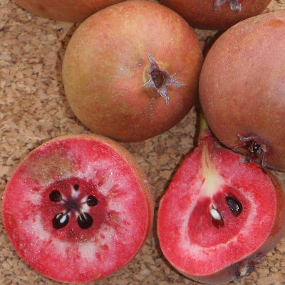 Poirier sanguin 'Kravnicka'