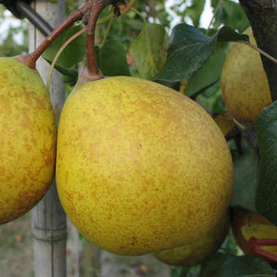 Poirier Ananas de Courtrai