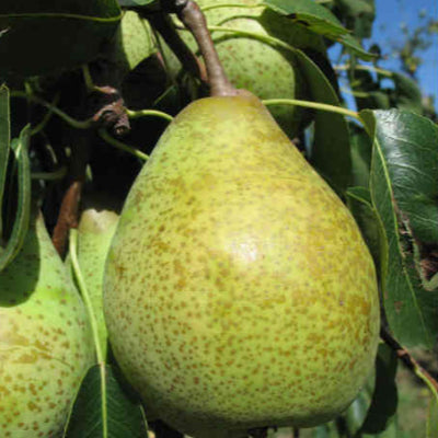Poirier 'Cornélie'