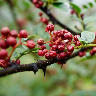 Poivrier de Sichuan