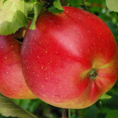 Pommier 'Melrose'