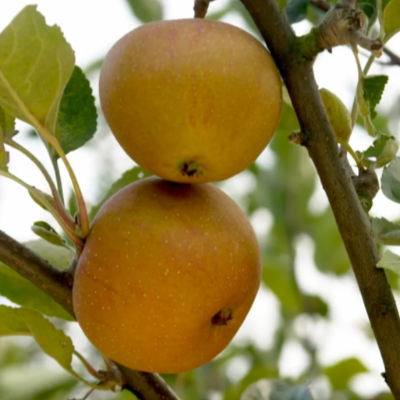 Pommier 'Poire'