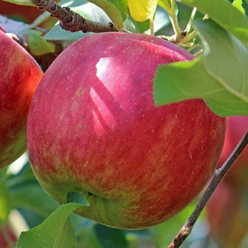 Pommier 'Reinette de France'