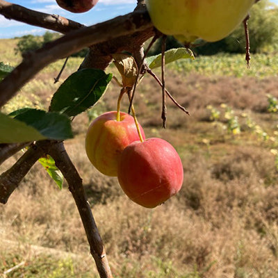 Pommier du Kazakhstan