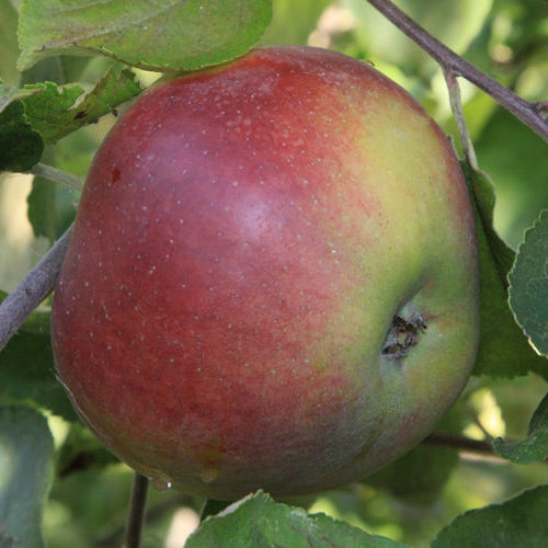 Pommier 'double bon pommier rouge'