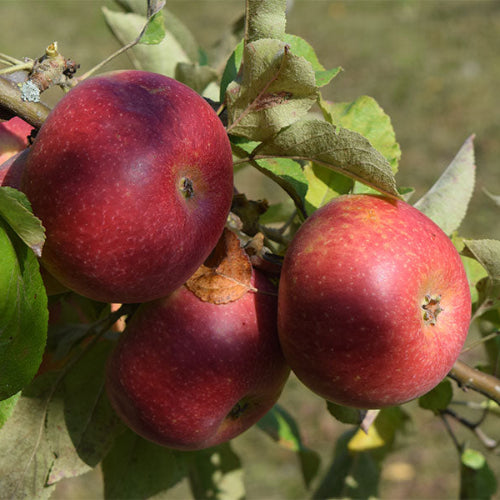 Pommier 'De cave'