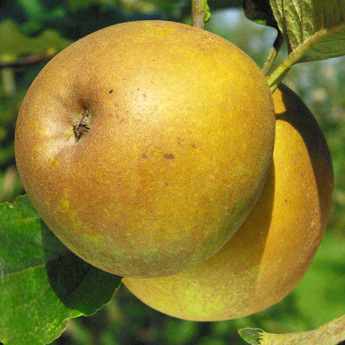 Pommier 'Gris brabant'