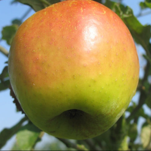 Pommier 'Luche'