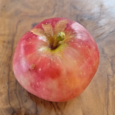Pommier 'Sugar ball'