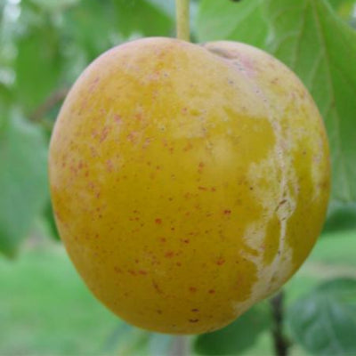 Prunier 'Reine claude d'Oullins'