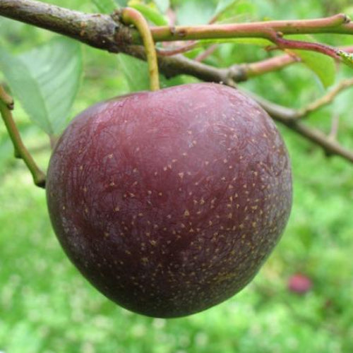 Prunier 'Sanguine de Wismes'