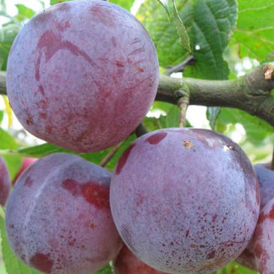 Prunier 'Reine claude d'Althan'