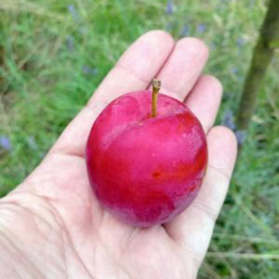 Prunus X Sanderii