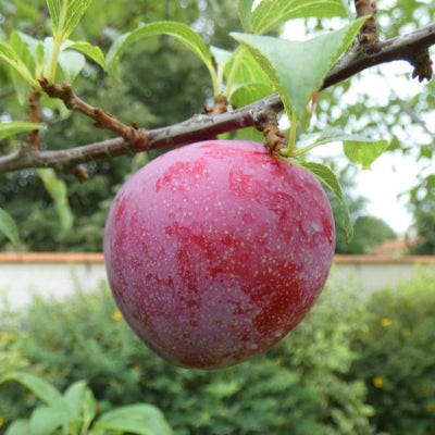 Prunus X 'Aprikyra'