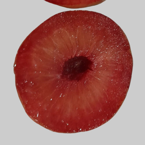 Prunus hybride Dapple fire
