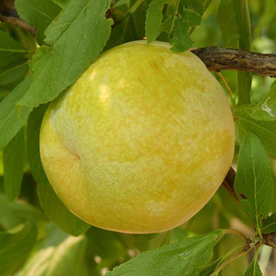 Prunus X Flavor queen