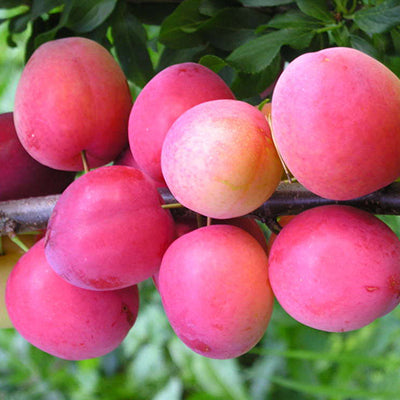 Prunus X Kometa
