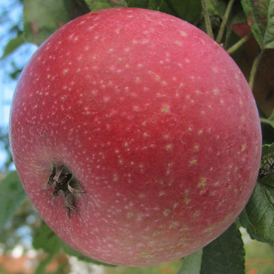 Pommier 'Reinette rouge étoilée'