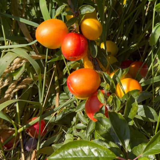 Prunus X Rumyanaya zorka