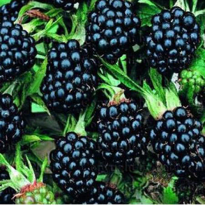 Ronce fruitière sans épines Thornless evergreen