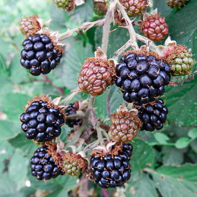 Ronce fruitière épineuse Hirtus